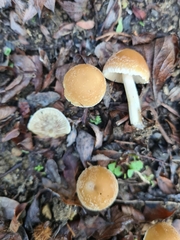 Candolleomyces candolleanus