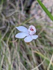 Caladenia alpina