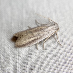 Prionopterina grammatistis