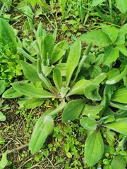 Plantago virginica