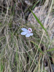 Caladenia alpina