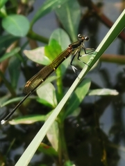 Pseudocopera rubripes