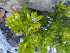 Phylica buxifolia