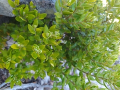 Phylica buxifolia