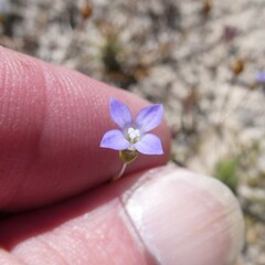 Wahlenbergia gracilenta