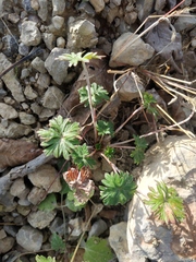 Geranium asphodeloides