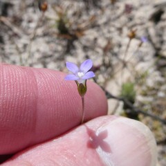 Wahlenbergia gracilenta