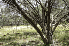 Acacia aneura