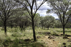 Acacia aneura