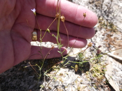 Wahlenbergia gracilenta