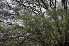 Acacia aneura