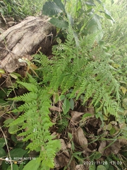 Pityrogramma calomelanos