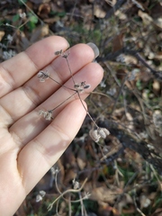 Torilis arvensis