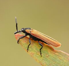 Rhinotia venusta