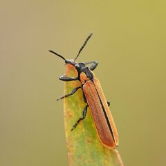 Rhinotia venusta