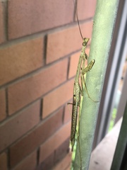 Archimantis latistyla