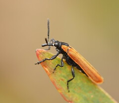 Rhinotia venusta