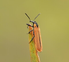 Rhinotia venusta