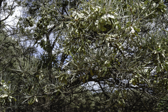 Acacia aneura