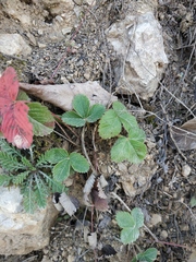 Potentilla micrantha