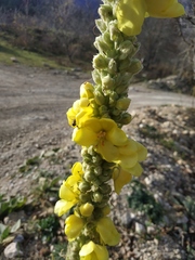 Verbascum densiflorum
