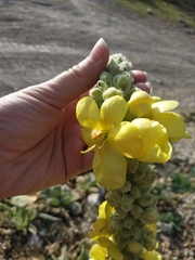 Verbascum densiflorum