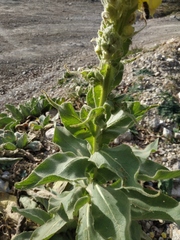 Verbascum densiflorum
