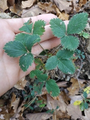 Potentilla micrantha