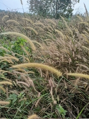 Cenchrus polystachios