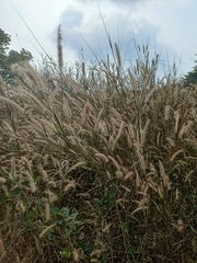 Cenchrus polystachios