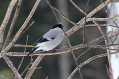 Pyrrhula pyrrhula cineracea