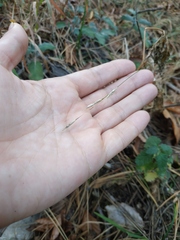 Brachypodium sylvaticum