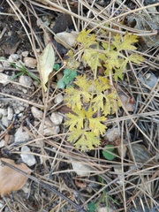 Silphiodaucus hispidus