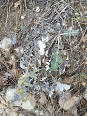 Psephellus declinatus