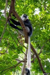 Colobus vellerosus