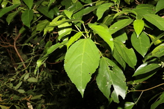 Dendrocnide photiniiphylla