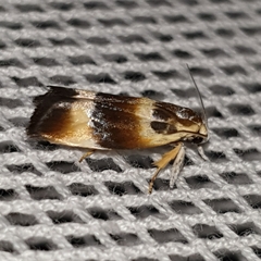 Piloprepes anassa