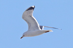 Larus canus