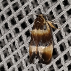Piloprepes anassa