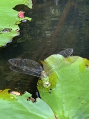 Anax panybeus