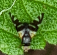 Sphaeniscus atilius