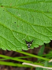 Sphaeniscus atilius