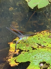 Anax panybeus