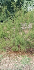 Tamarix gallica