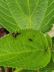 Sphaeniscus atilius