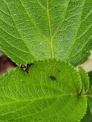 Sphaeniscus atilius