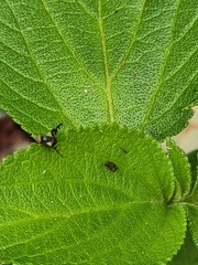 Sphaeniscus atilius