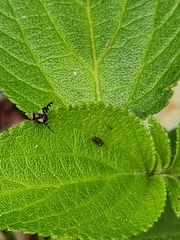 Sphaeniscus atilius