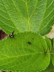 Sphaeniscus atilius