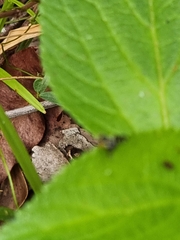 Sphaeniscus atilius
